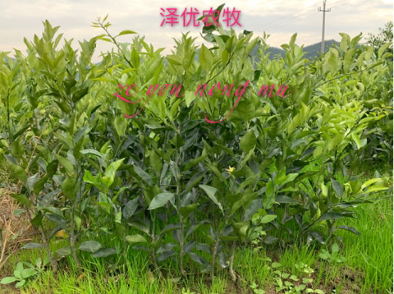 明日见苗品质保证签合同销售