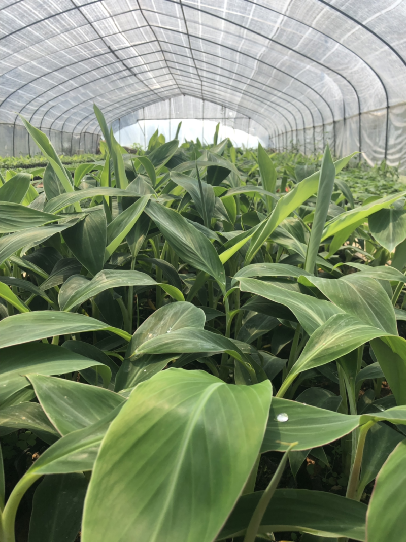 复绿香蕉香蕉苗巴西香蕉无菌催芽农科院种苗