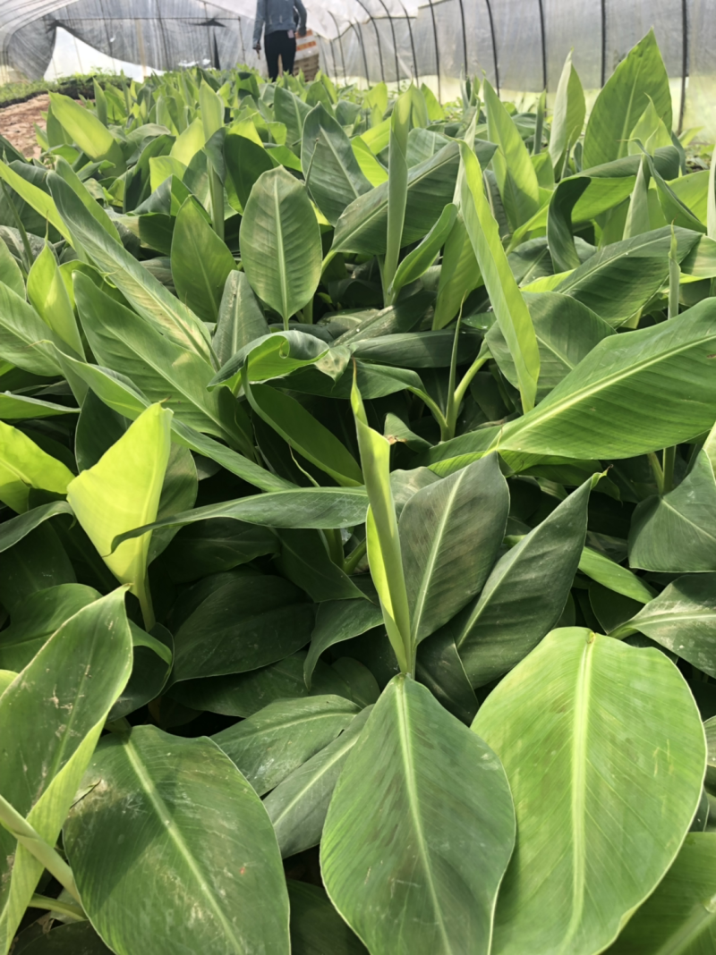 复绿香蕉香蕉苗巴西香蕉无菌催芽农科院种苗