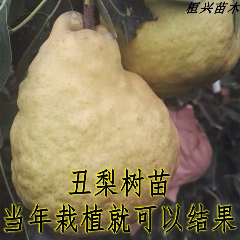 丑梨苗嫁接梨树苗水果苗梨树苗南方北方种植庭院盆栽