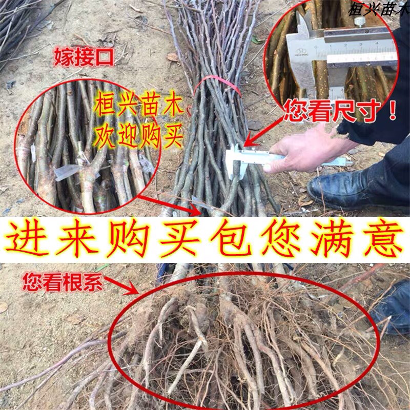 丑梨苗嫁接梨树苗水果苗梨树苗南方北方种植庭院盆栽
