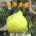 丑梨苗嫁接梨树苗水果苗梨树苗南方北方种植庭院盆栽
