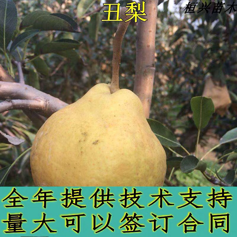 丑梨苗嫁接梨树苗水果苗梨树苗南方北方种植庭院盆栽