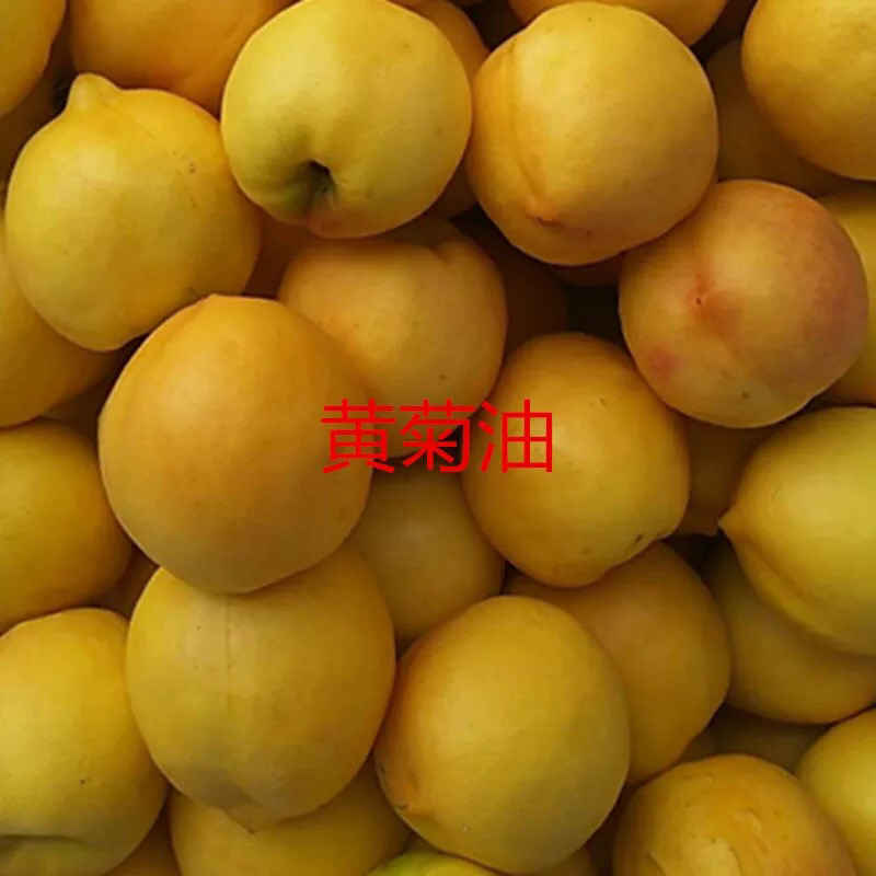 桃树苗嫁接黄菊油桃树苗水果苗油桃苗南方北方种植黄桃苗