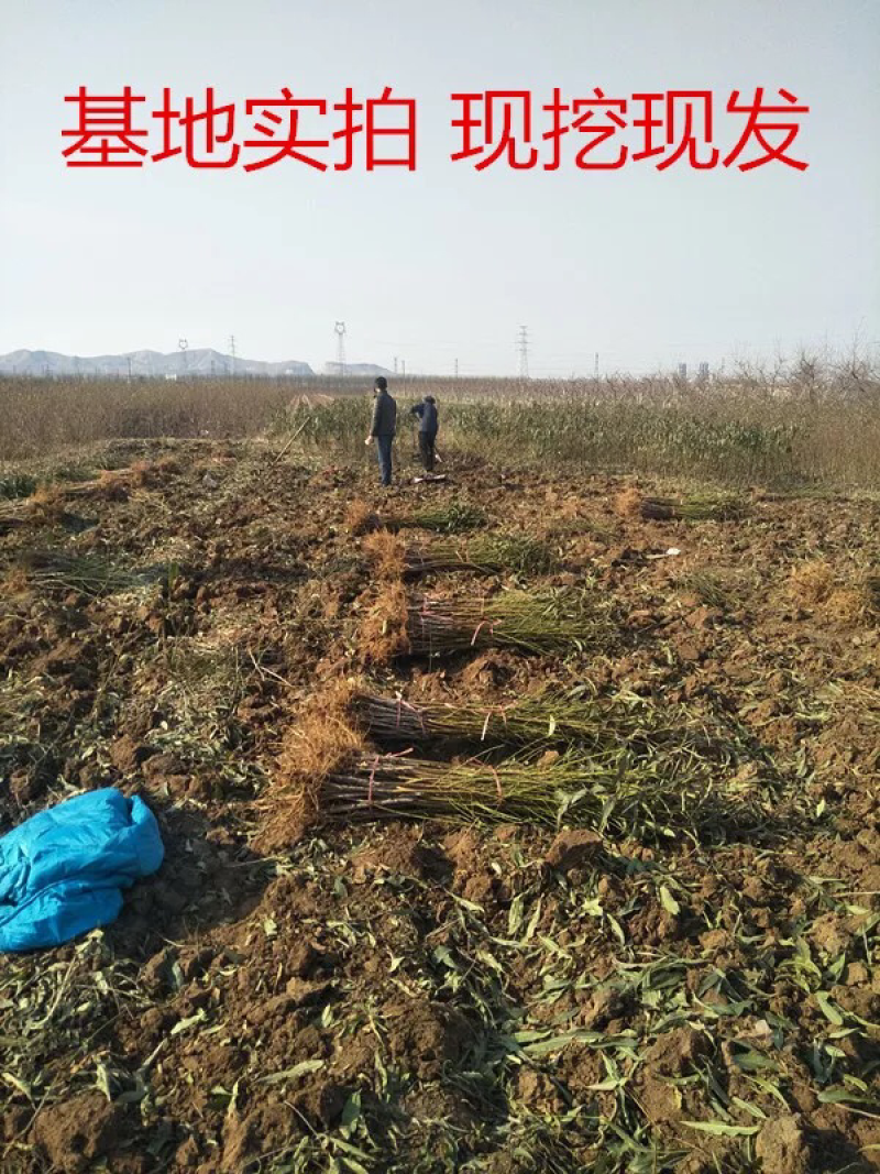 桃树苗嫁接黄菊油桃树苗水果苗油桃苗南方北方种植黄桃苗