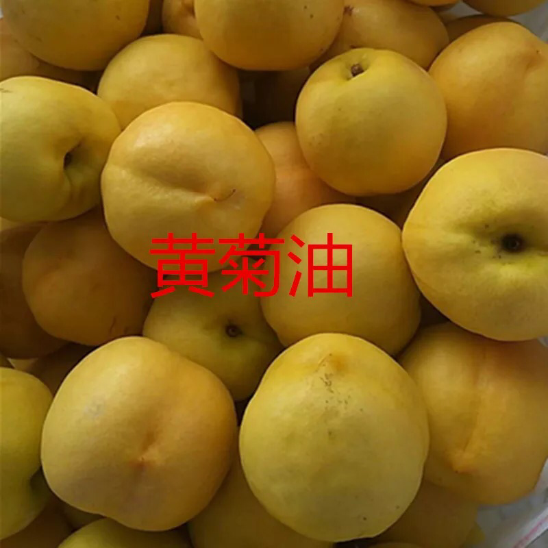 桃树苗嫁接黄菊油桃树苗水果苗油桃苗南方北方种植黄桃苗