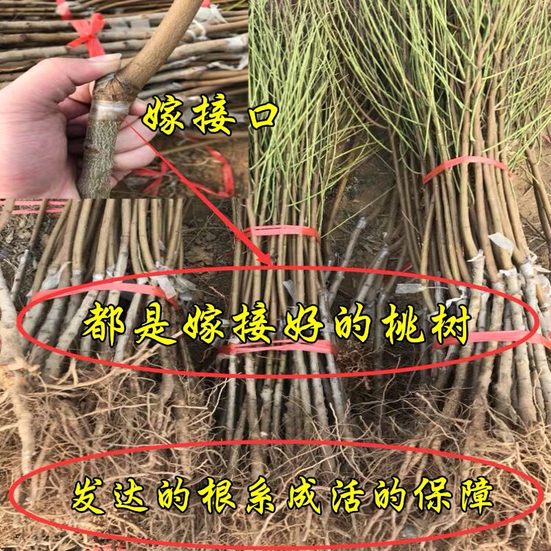 桃树苗嫁接黄菊油桃树苗水果苗油桃苗南方北方种植黄桃苗