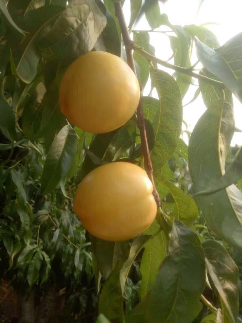 桃树苗嫁接黄菊油桃树苗水果苗油桃苗南方北方种植黄桃苗