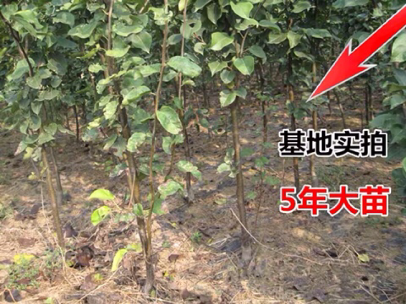 鸭梨苗嫁接梨树苗水果苗梨树苗南方北方种植庭院盆栽