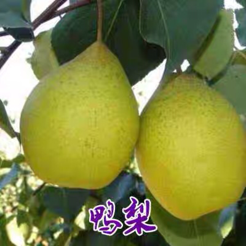 鸭梨苗嫁接梨树苗水果苗梨树苗南方北方种植庭院盆栽