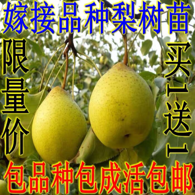 鸭梨苗嫁接梨树苗水果苗梨树苗南方北方种植庭院盆栽