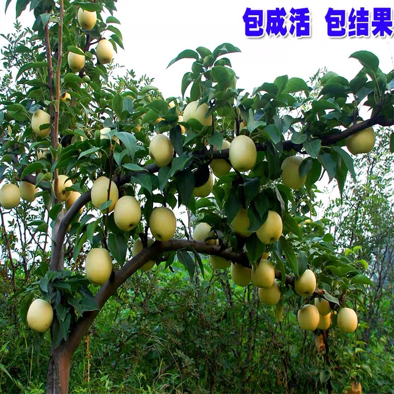 鸭梨苗嫁接梨树苗水果苗梨树苗南方北方种植庭院盆栽