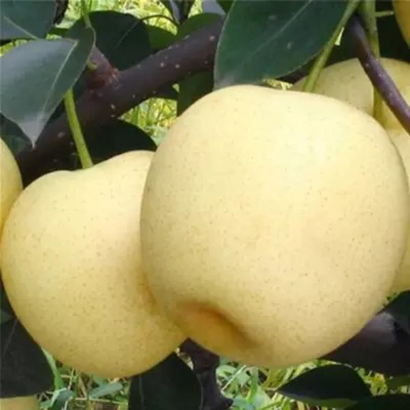 梨树苗嫁接皇冠梨树苗水果苗梨树苗南方北方种植庭院盆栽
