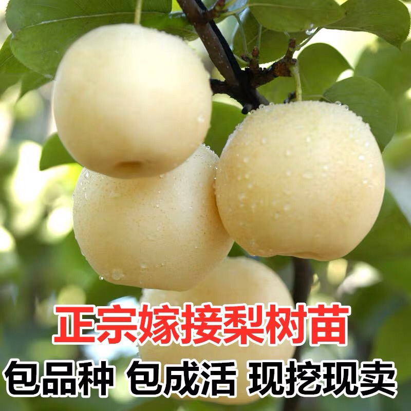 梨树苗嫁接皇冠梨树苗水果苗梨树苗南方北方种植庭院盆栽