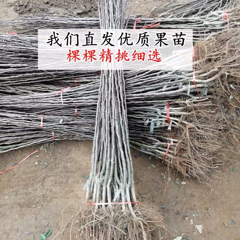 梨树苗嫁接皇冠梨树苗水果苗梨树苗南方北方种植庭院盆栽