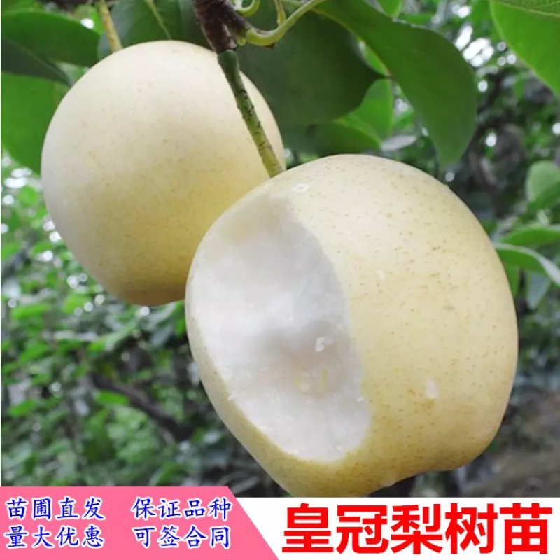 梨树苗嫁接皇冠梨树苗水果苗梨树苗南方北方种植庭院盆栽