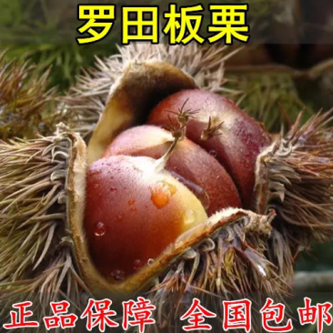 嫁板栗树苗【罗田板栗苗】板栗树苗当年结果树苗南北方种