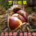 嫁板栗树苗【罗田板栗苗】板栗树苗当年结果树苗南北方种