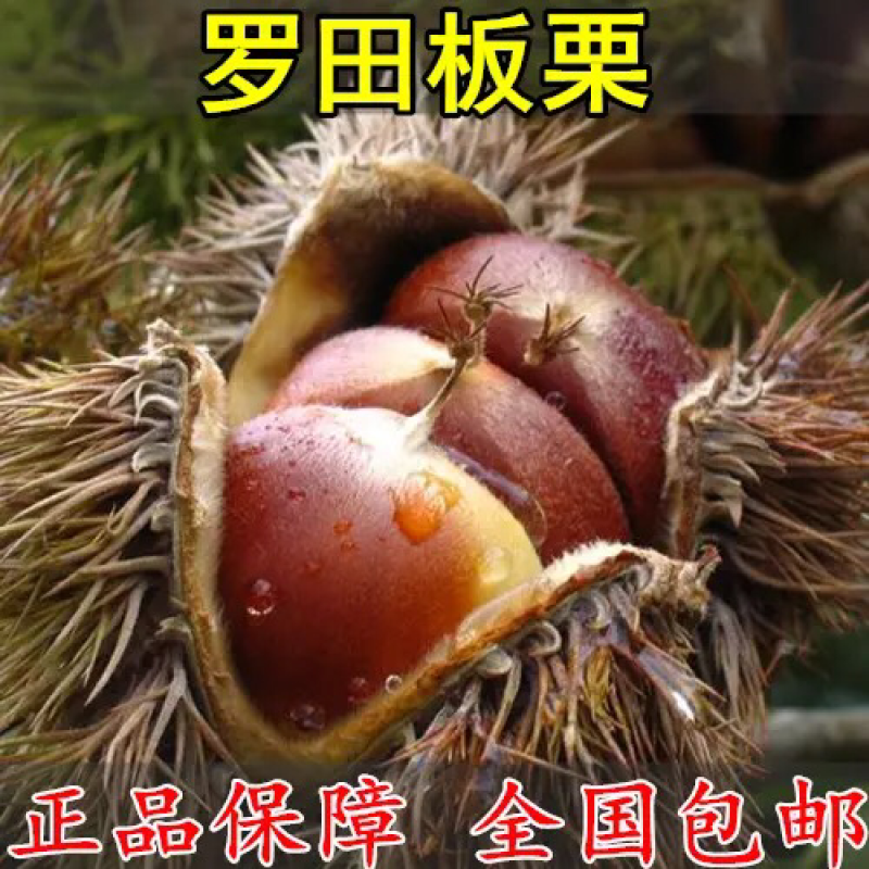 嫁板栗树苗【罗田板栗苗】板栗树苗当年结果树苗南北方种