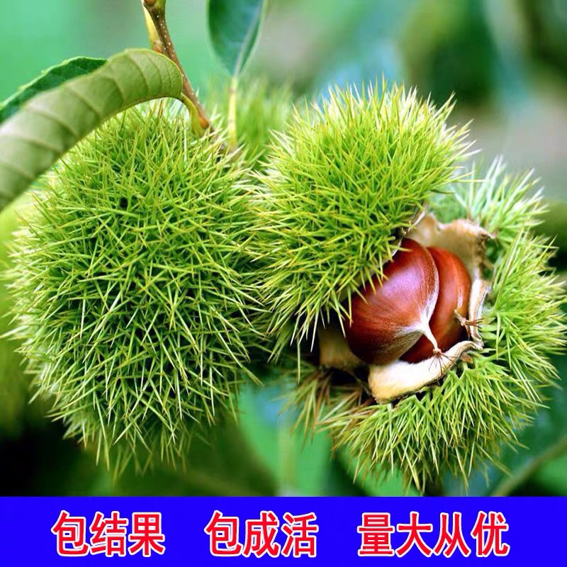 嫁板栗树苗【罗田板栗苗】板栗树苗当年结果树苗南北方种