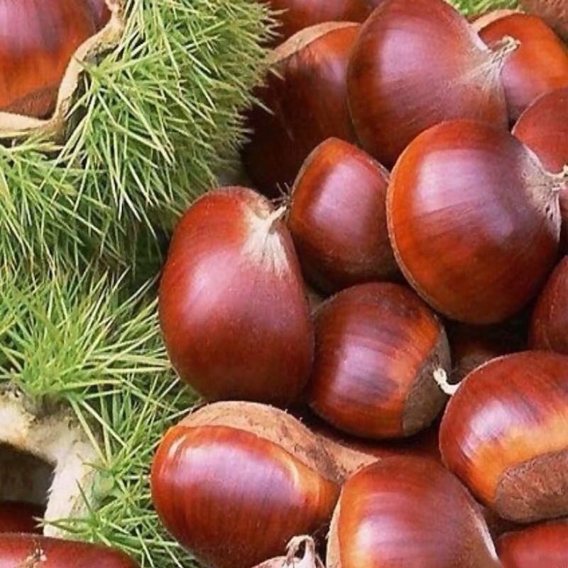 嫁板栗树苗【罗田板栗苗】板栗树苗当年结果树苗南北方种