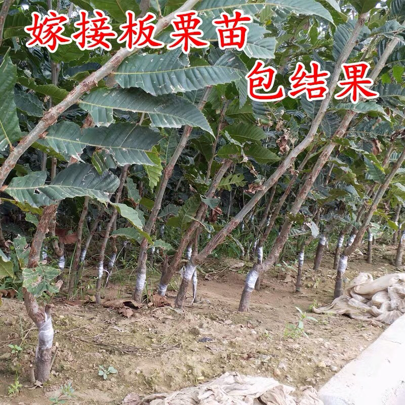 嫁板栗树苗【罗田板栗苗】板栗树苗当年结果树苗南北方种