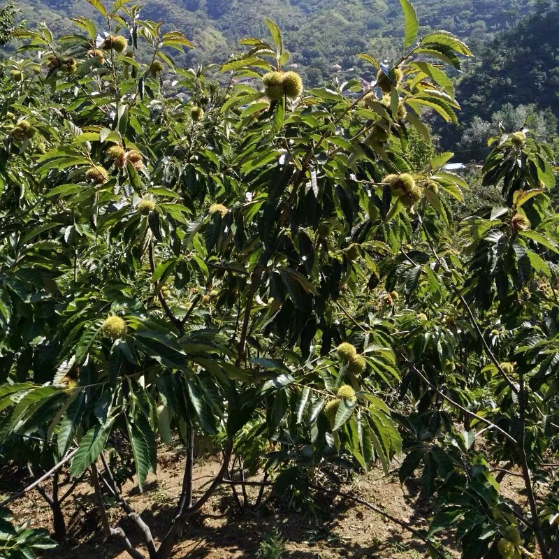 嫁板栗树苗【罗田板栗苗】板栗树苗当年结果树苗南北方种