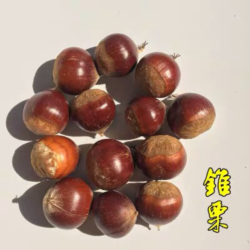 板栗苗南方北方种植锥栗树苗庭院盆栽地栽当年结果