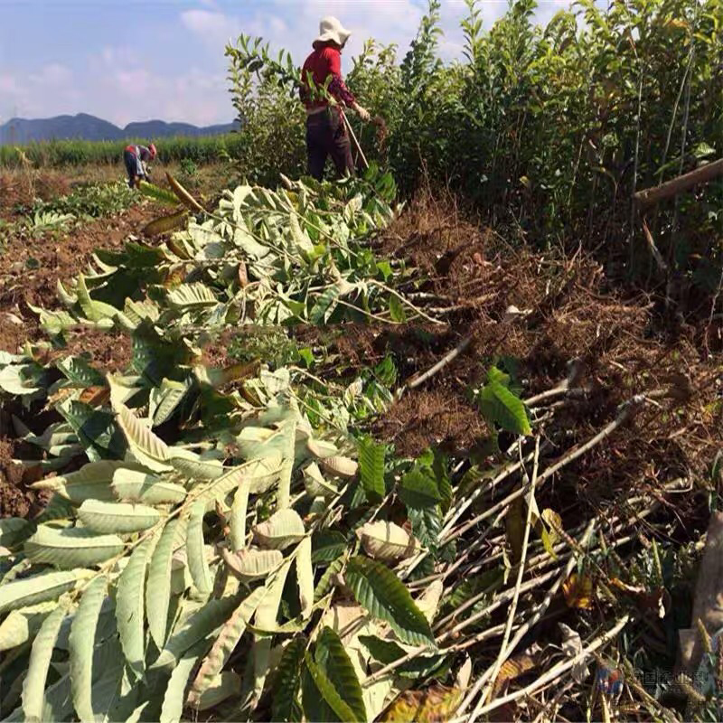 板栗苗南方北方种植锥栗树苗庭院盆栽地栽当年结果