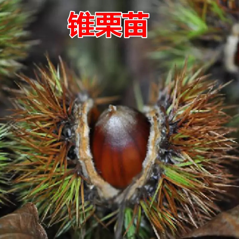 板栗苗南方北方种植锥栗树苗庭院盆栽地栽当年结果