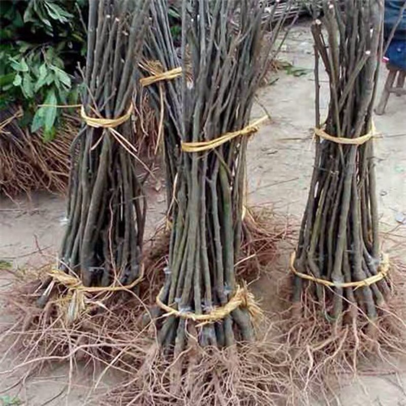 板栗苗南方北方种植锥栗树苗庭院盆栽地栽当年结果