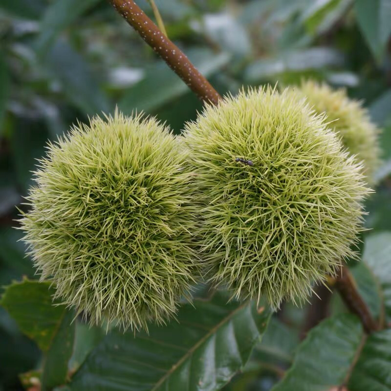 板栗苗南方北方种植锥栗树苗庭院盆栽地栽当年结果