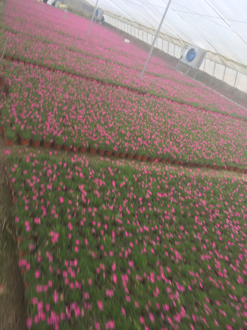 欧石竹，基地直供，杯苗，穴盘苗，四季开花，耐寒耐寒