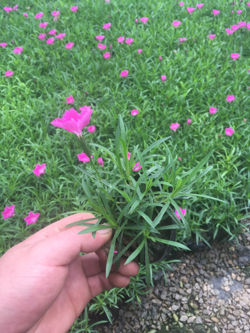 欧石竹，基地直供，杯苗，穴盘苗，四季开花，耐寒耐寒