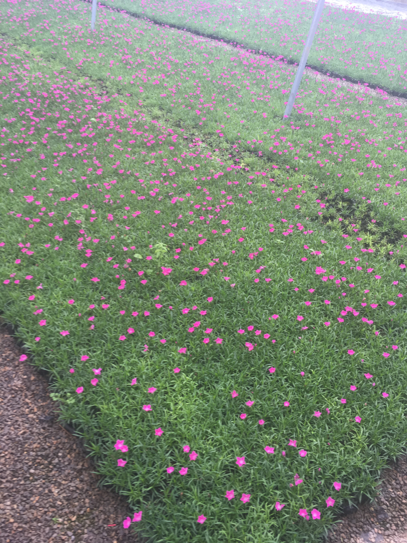 欧石竹，基地直供，杯苗，穴盘苗，四季开花，耐寒耐寒