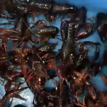 小龙虾