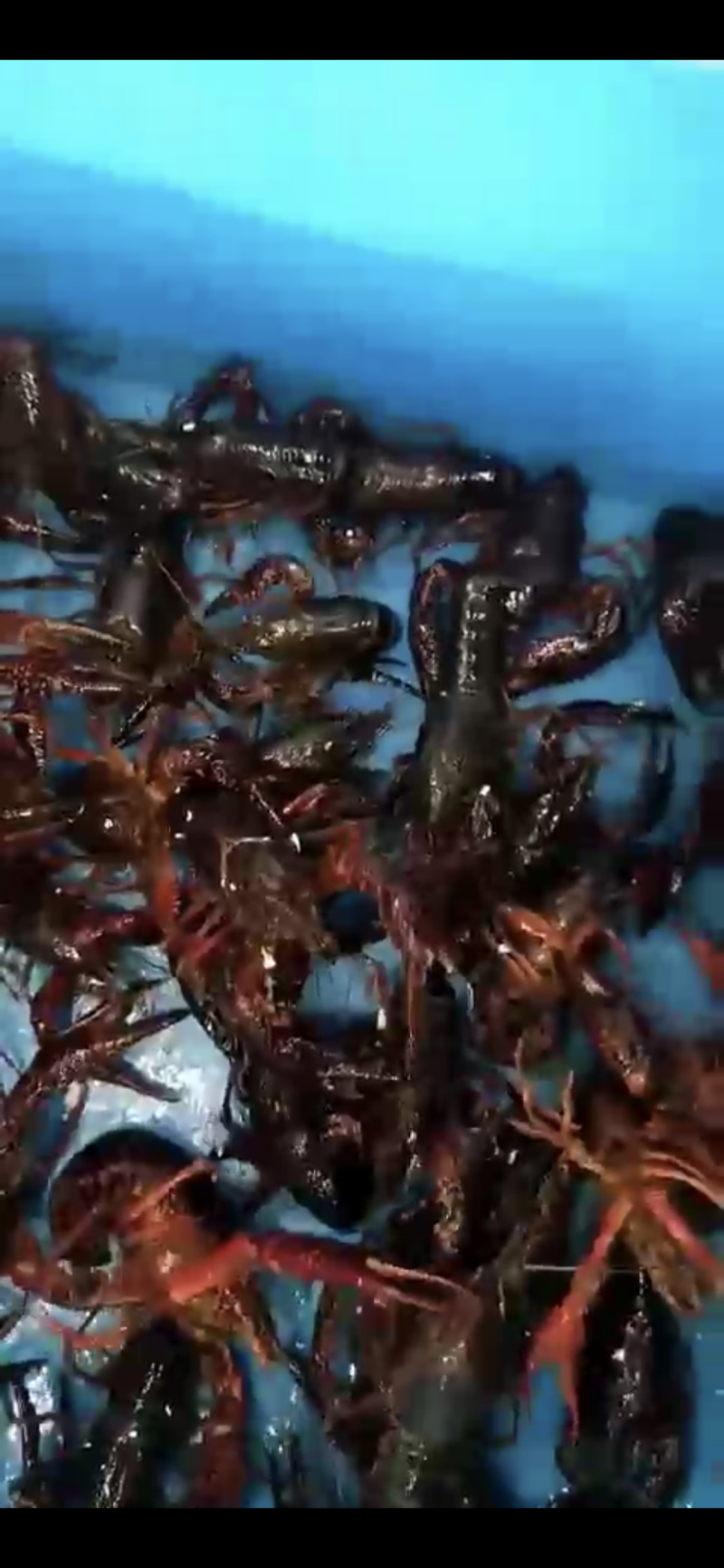 小龙虾