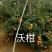 香橙砧沃柑苗30~50cm，基地直销提供技术
