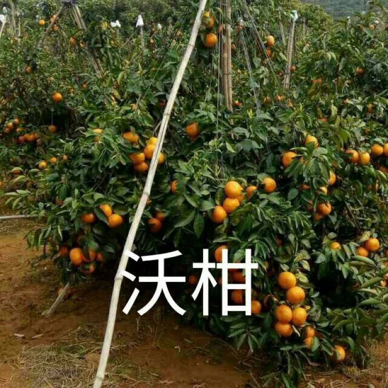 香橙砧沃柑苗30~50cm，基地直销提供技术
