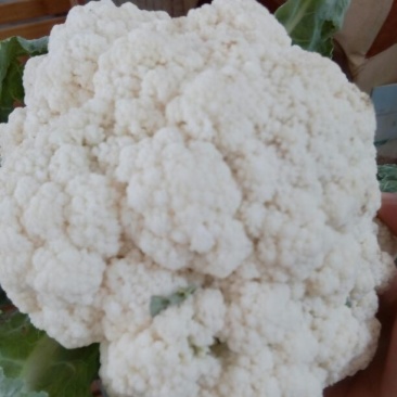 白花菜散装