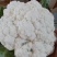 白花菜散装