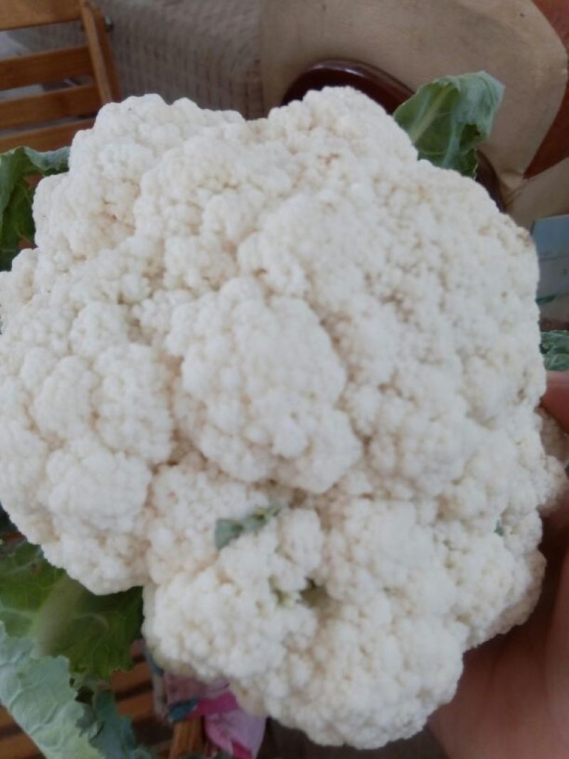 白花菜散装