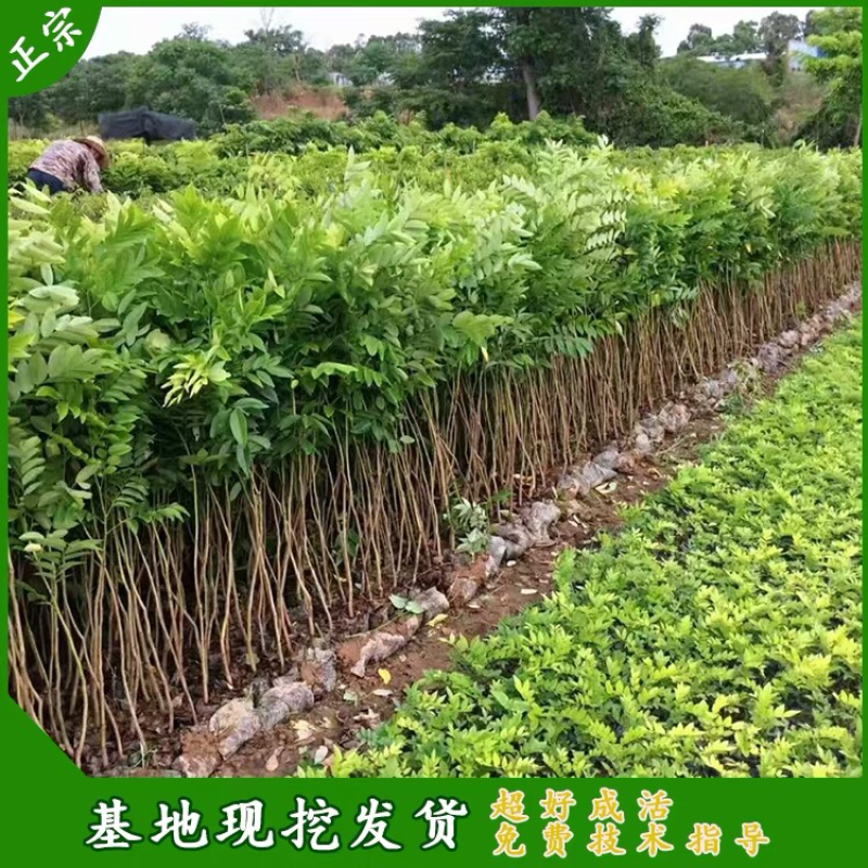 正宗海南黄花梨苗