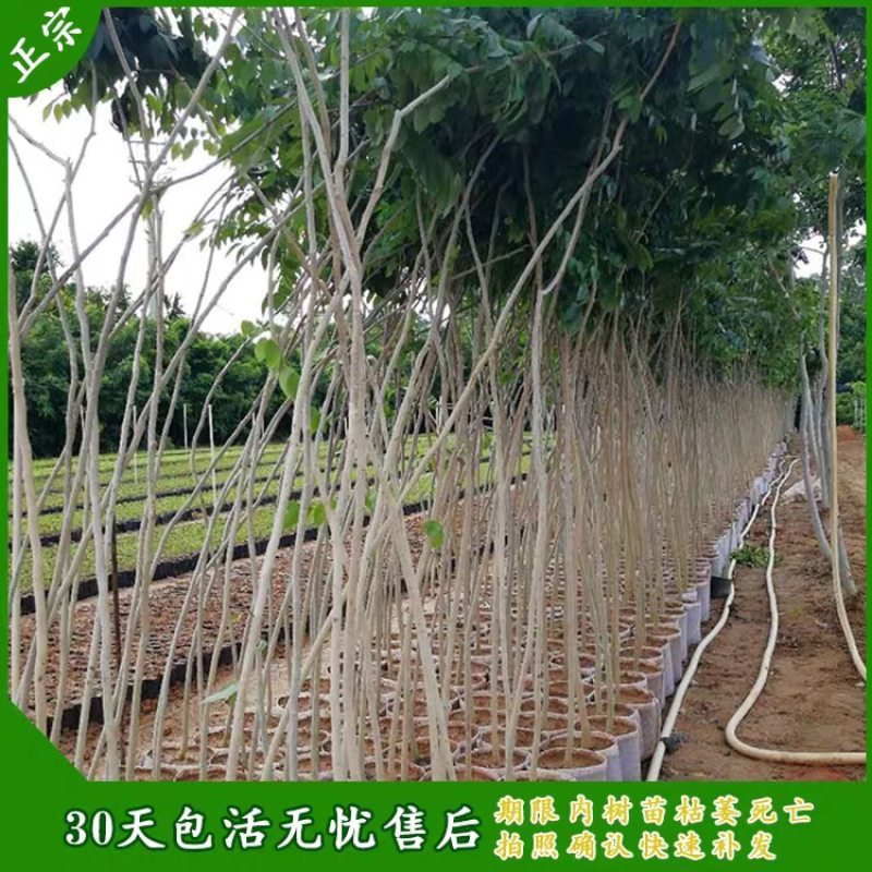 正宗海南黄花梨苗
