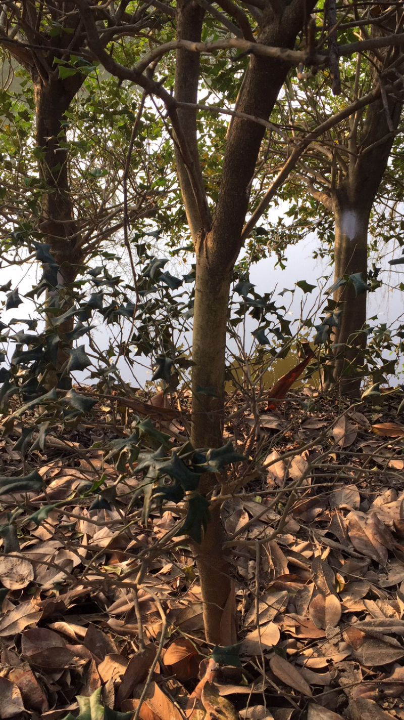 1-20公分有刺构骨桩供应