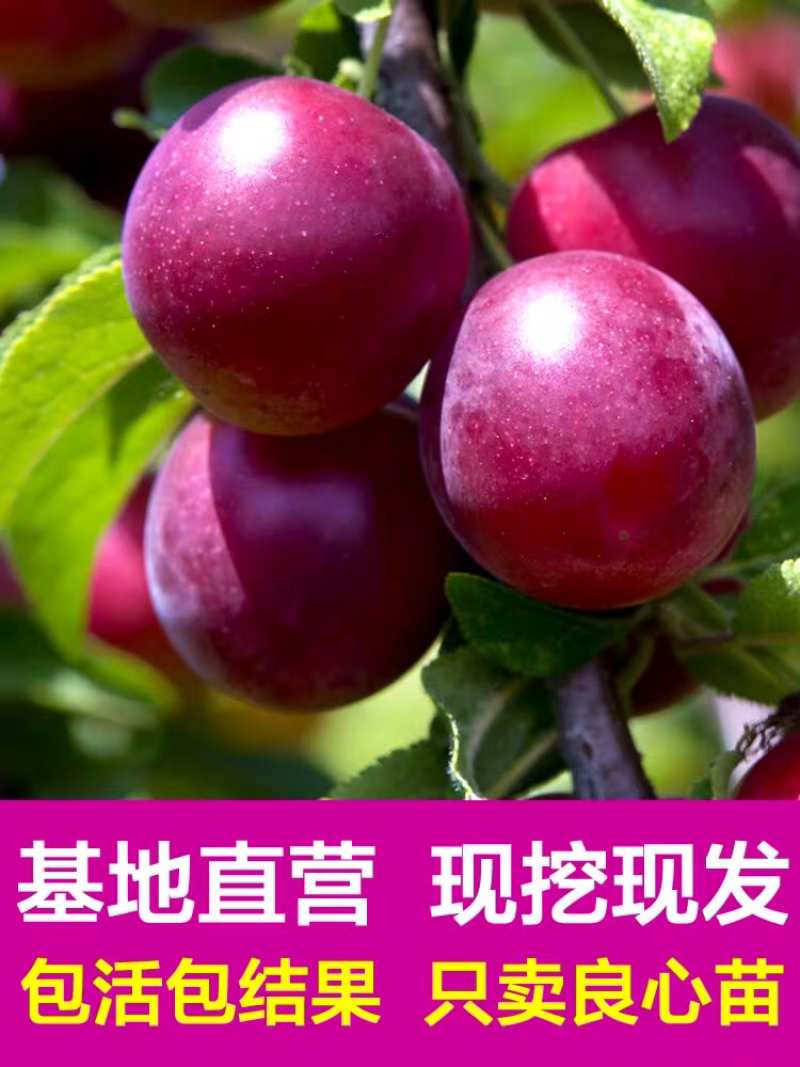 李子树苗南方北方种植脆红李子树苗庭院盆栽地栽当年结果