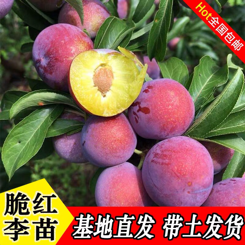 李子树苗南方北方种植脆红李子树苗庭院盆栽地栽当年结果