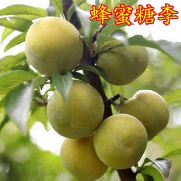 李子树苗南方北方种植蜂糖李子树苗庭院盆栽地栽当年结果