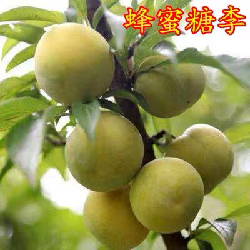 李子树苗南方北方种植蜂糖李子树苗庭院盆栽地栽当年结果