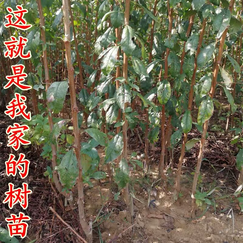 李子树苗南方北方种植蜂糖李子树苗庭院盆栽地栽当年结果